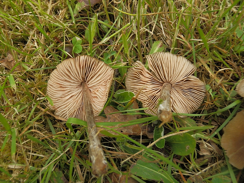 Entoloma conf._1.7.jpg