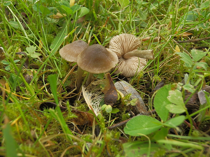 Entoloma conf._1.8.jpg