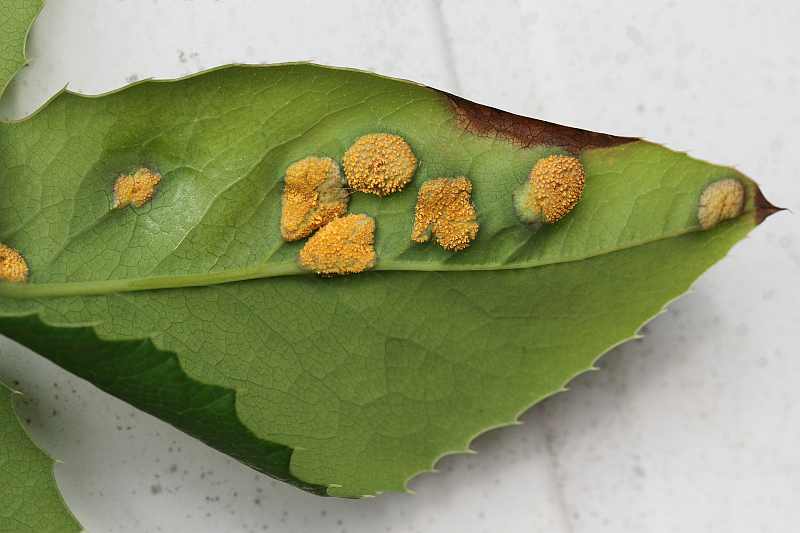 2014-05-15 #17122-f Rostpilz.jpg