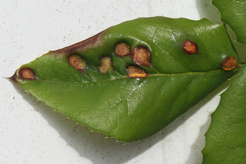 2014-05-15 #17124-f Rostpilz.jpg