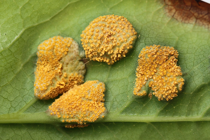 2014-05-15 #17120-f Rostpilz.jpg