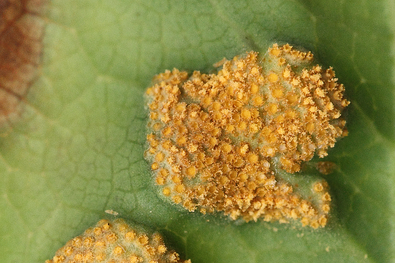 2014-05-15 #17123-f Rostpilz.jpg