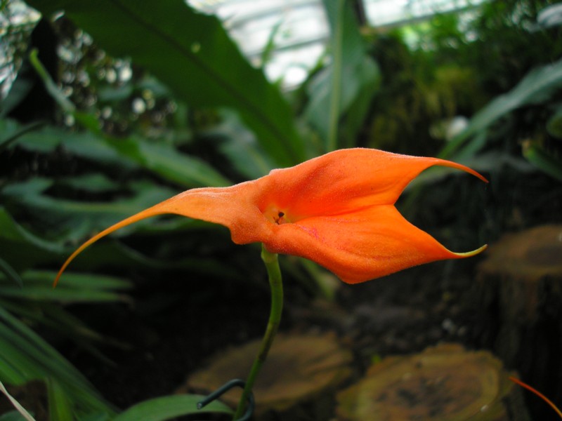 Masdeyallia veitchiana.JPG
