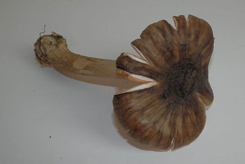 Pluteus cervinus_1.5.jpg