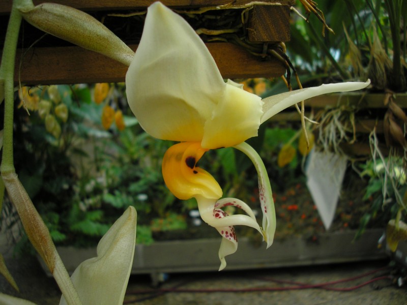 Stanhopea embreei.JPG