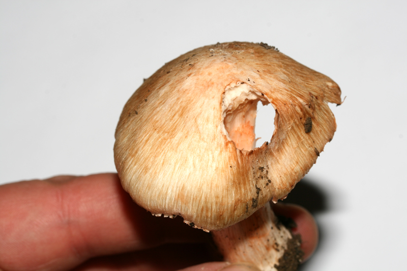 InocybeErubescens (3).jpg