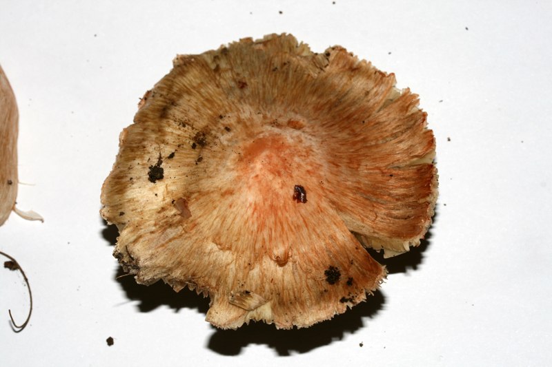 InocybeErubescens (1).jpg