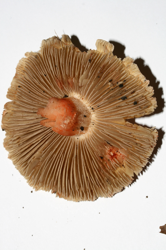 InocybeErubescens (4).jpg