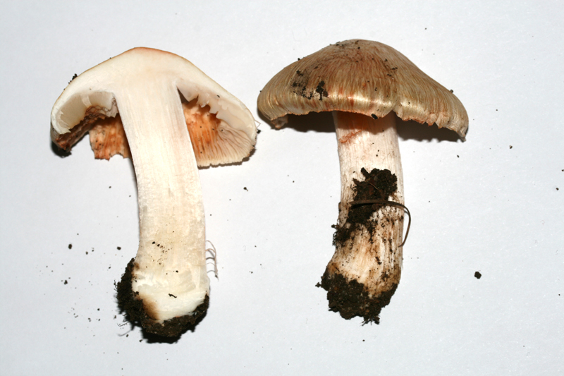 InocybeErubescens (5).jpg