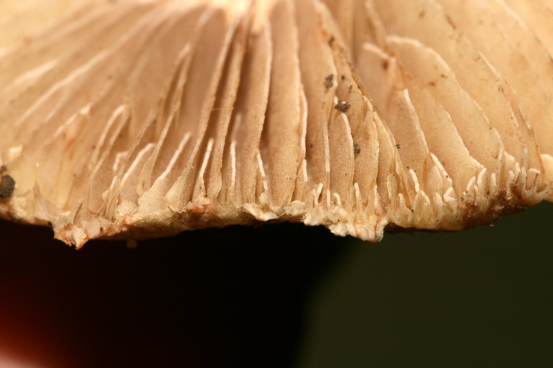 InocybeErubescens (2).jpg