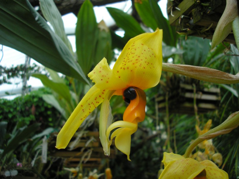 Stanhopea greeri.JPG