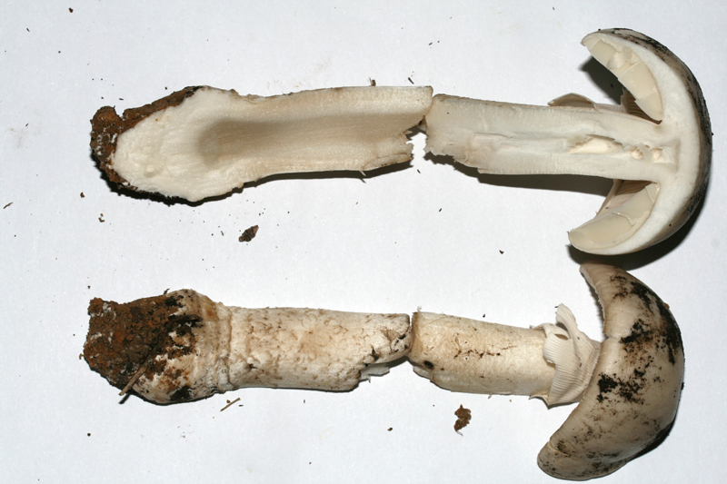 Amanitasp3.jpg