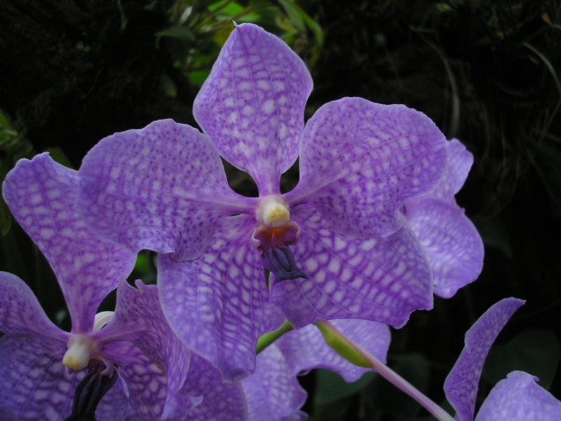 Vanda x caerulea.JPG
