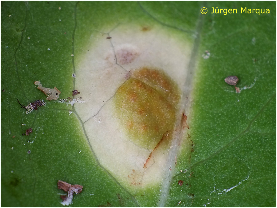 Puccinia-opizii03.jpg