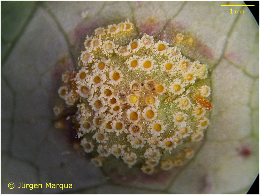 Puccinia-opizii05.jpg