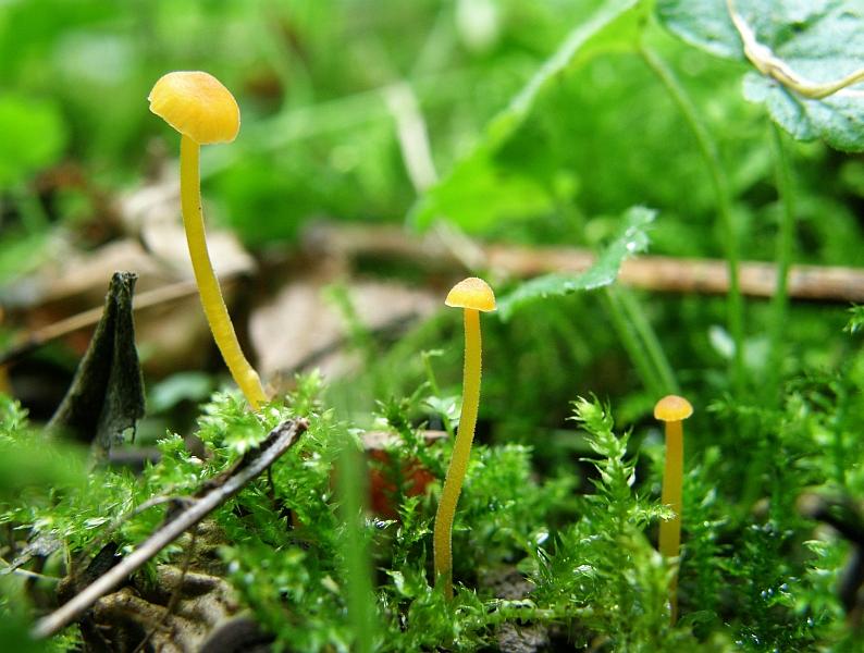 Rickenella fibula.JPG