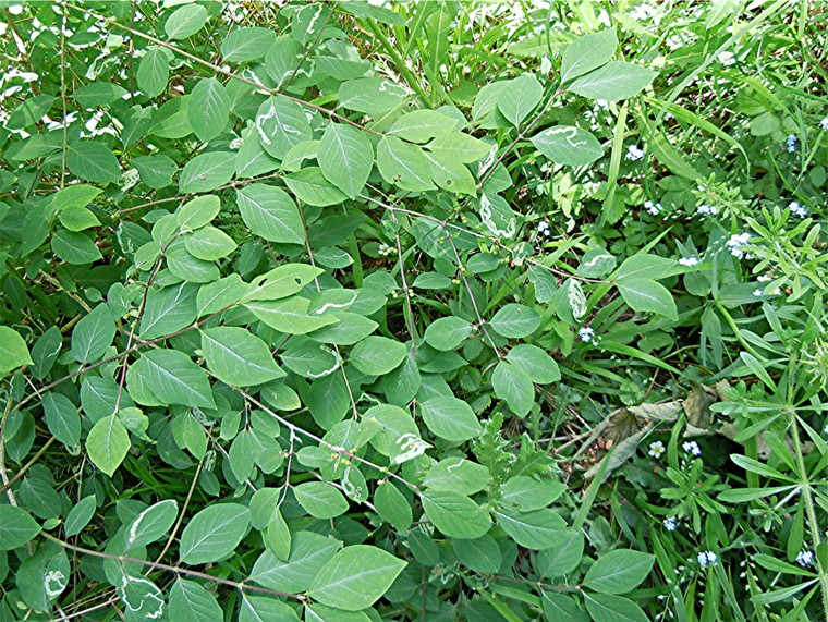 DSCN1025 Ausschnitt, Schärfe, klein.jpg