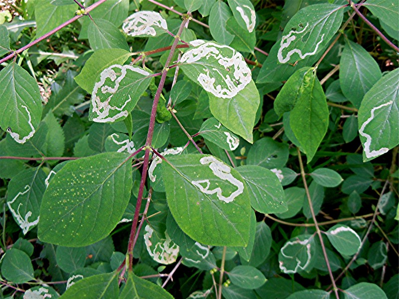 DSCN1026 Ausschnitt, Licht, Schärfe, klein.jpg