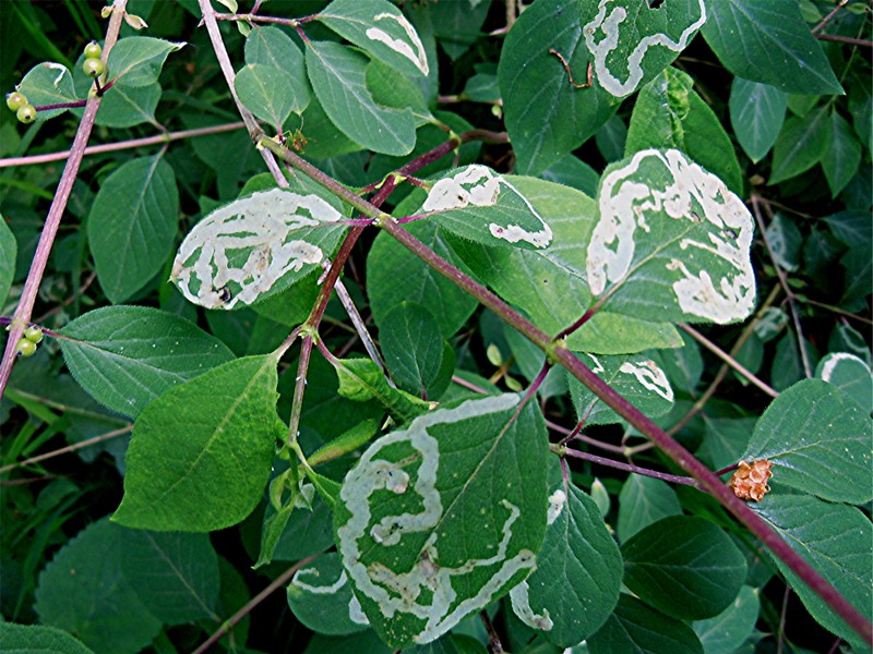 DSCN1030 Ausschnitt, Licht, Schärfe, klein.jpg