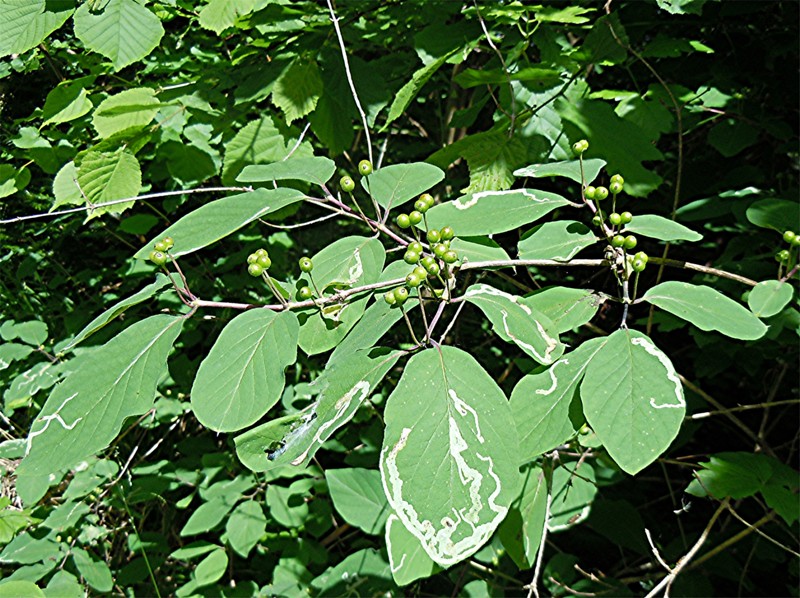 DSCN1031 Ausschnitt, Schärfe, klein.jpg