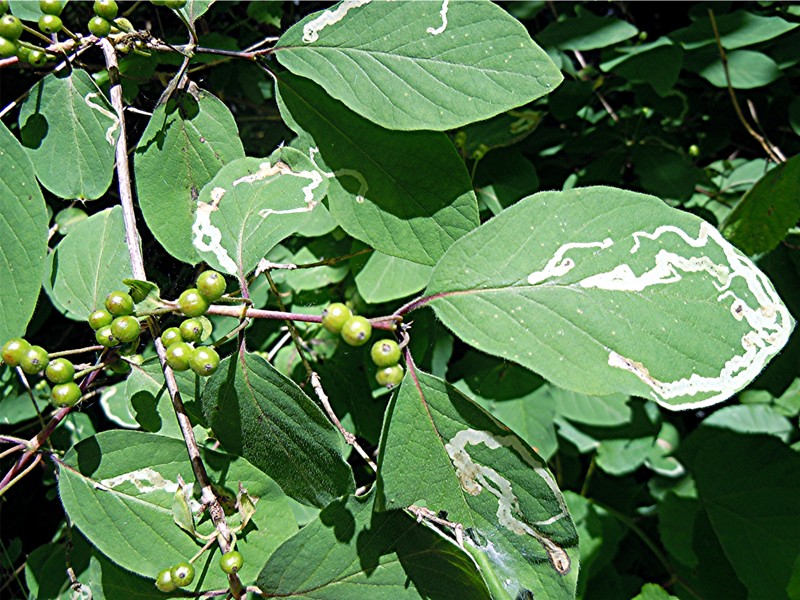 DSCN1032 Ausschnitt, Licht, Schärfe, klein.jpg