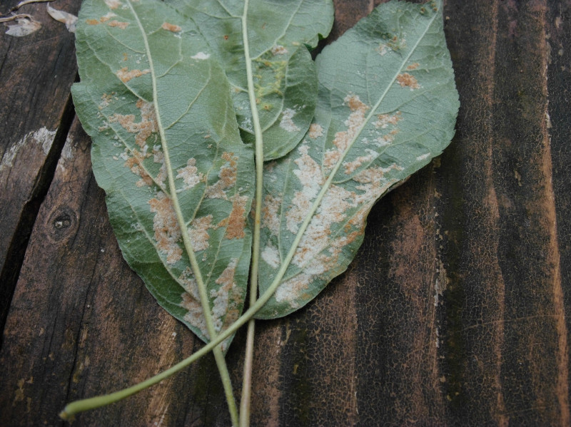 Striped Beauty.b.jpg