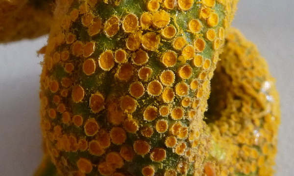 Puccinia cf magnusiana - Waghäusel 12_Größenänderung.jpg