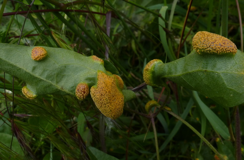 Puccinia cf magnusiana - Waghäusel 04.jpg