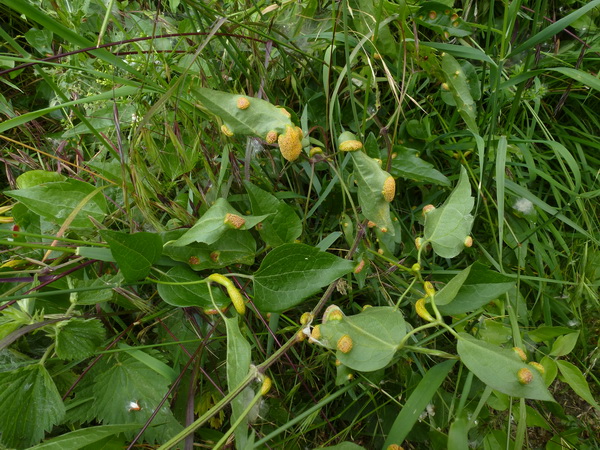 Puccinia cf magnusiana - Waghäusel 05_.JPG