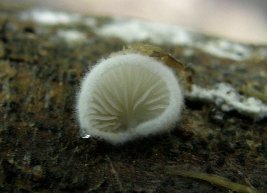 Crepidotus cesatii = Entferntblättriges Stummelfüßchen.JPG