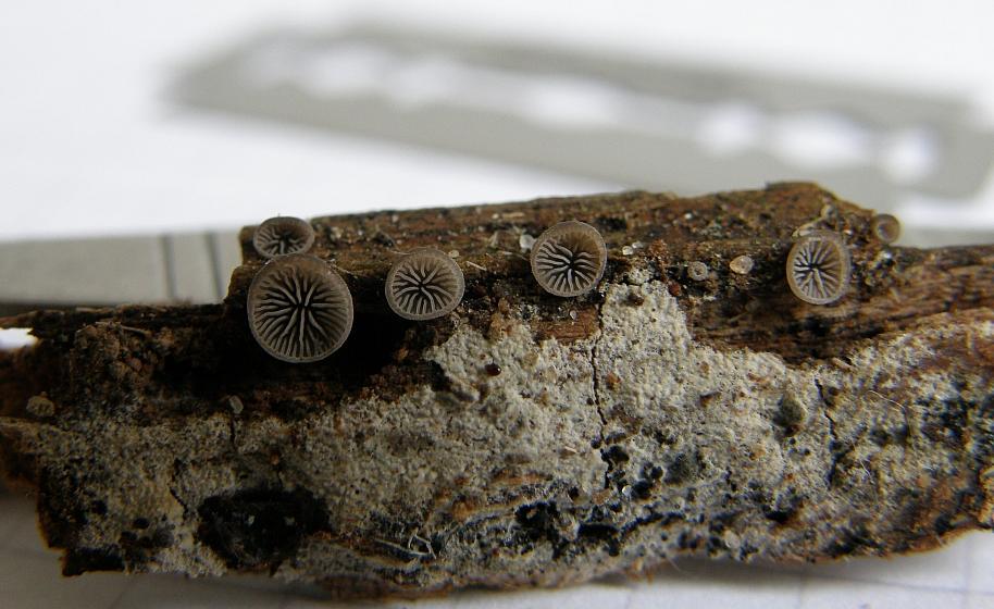 18 - Resupinatus applicatus = Dichtblättriger Liliputseitling.JPG