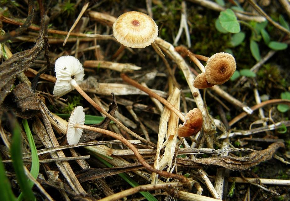 Crinipellis scabella = Haarschwindling.JPG