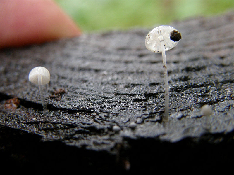 Mycena cf adscendens = Zarter Helmling.JPG