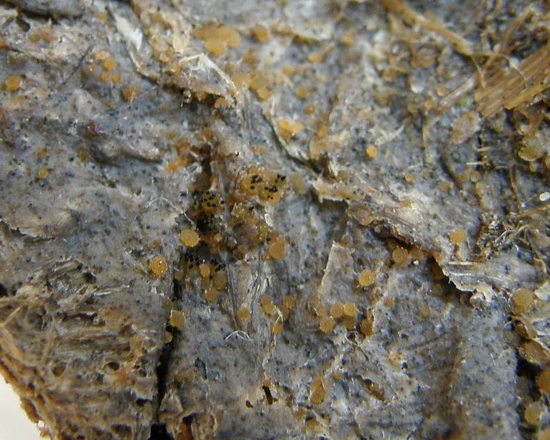 Ascobolus immersus = Eingesenkter Kotling.JPG