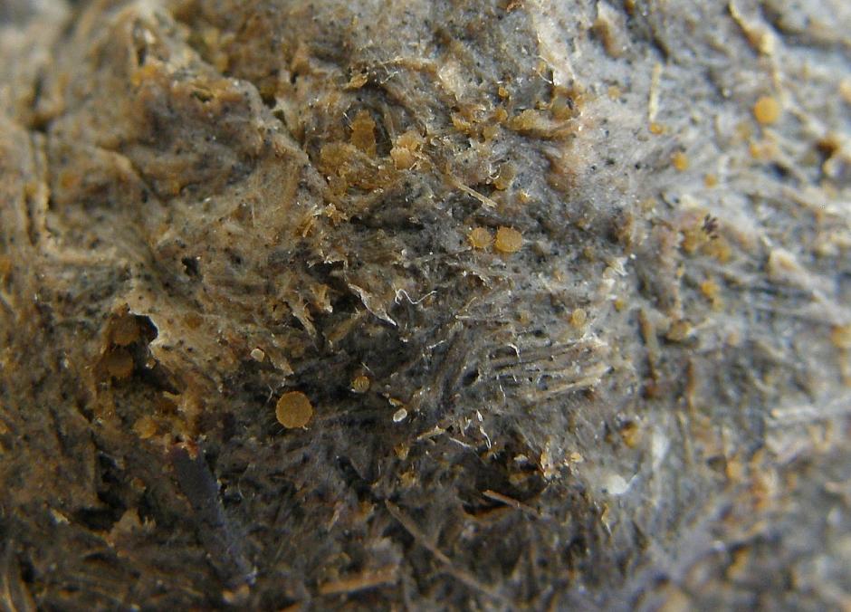 Lasiobolus cuniculi =.JPG