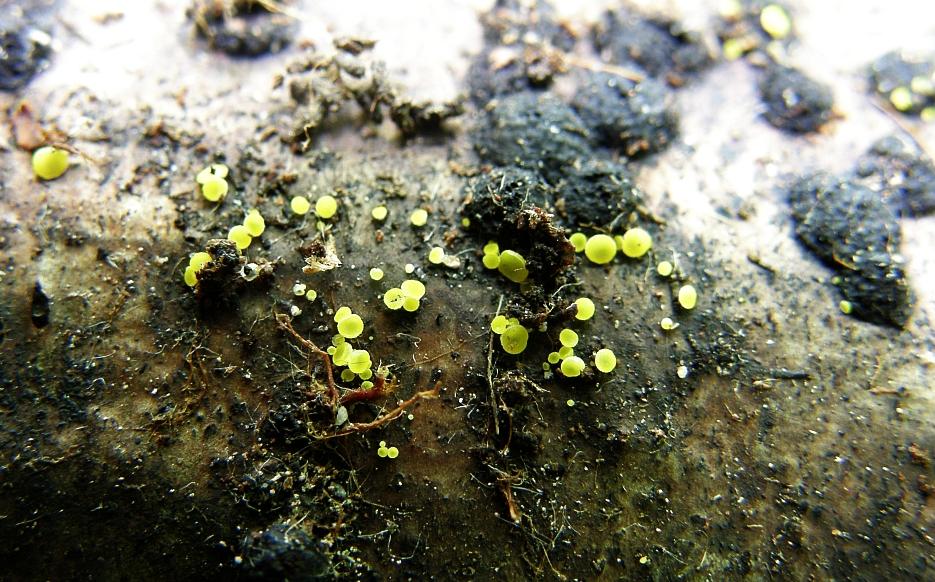 Bisporella cf claroflava = Schwefelgelbes Sonnenbecherchen.JPG