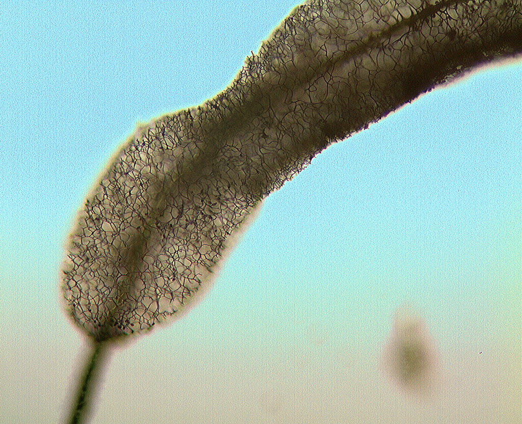 Capillitiumnetz um Columella