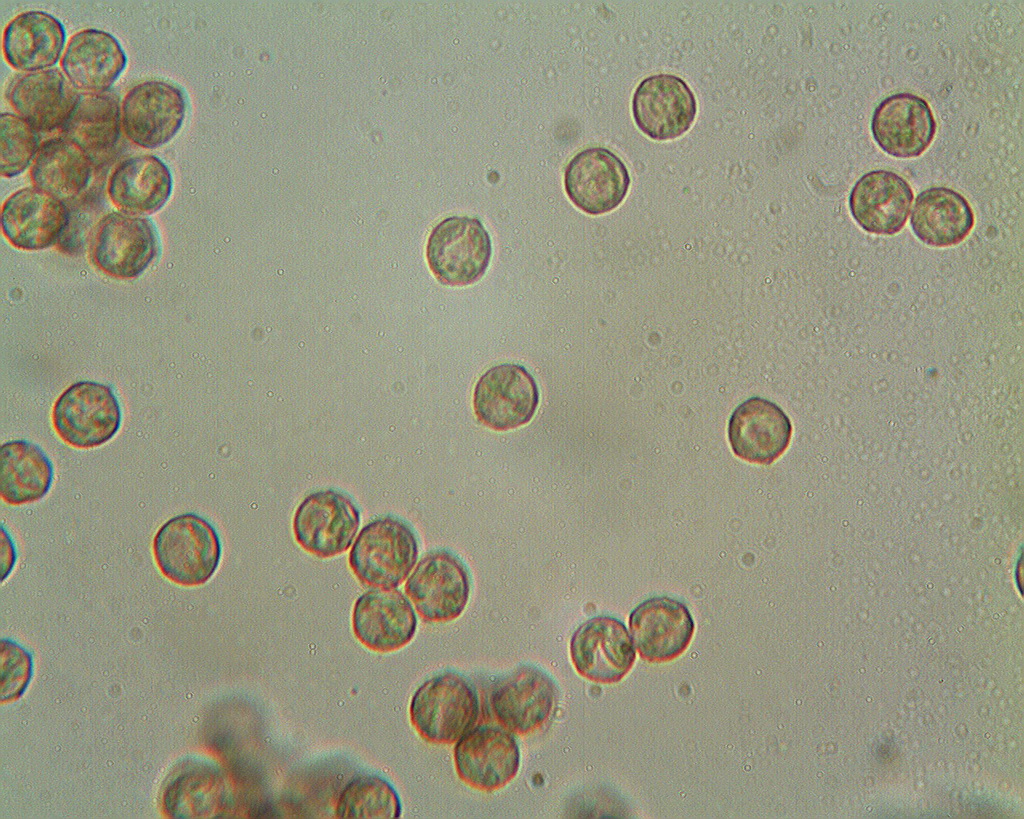 Sporen mit angedeuteten Netzgraten