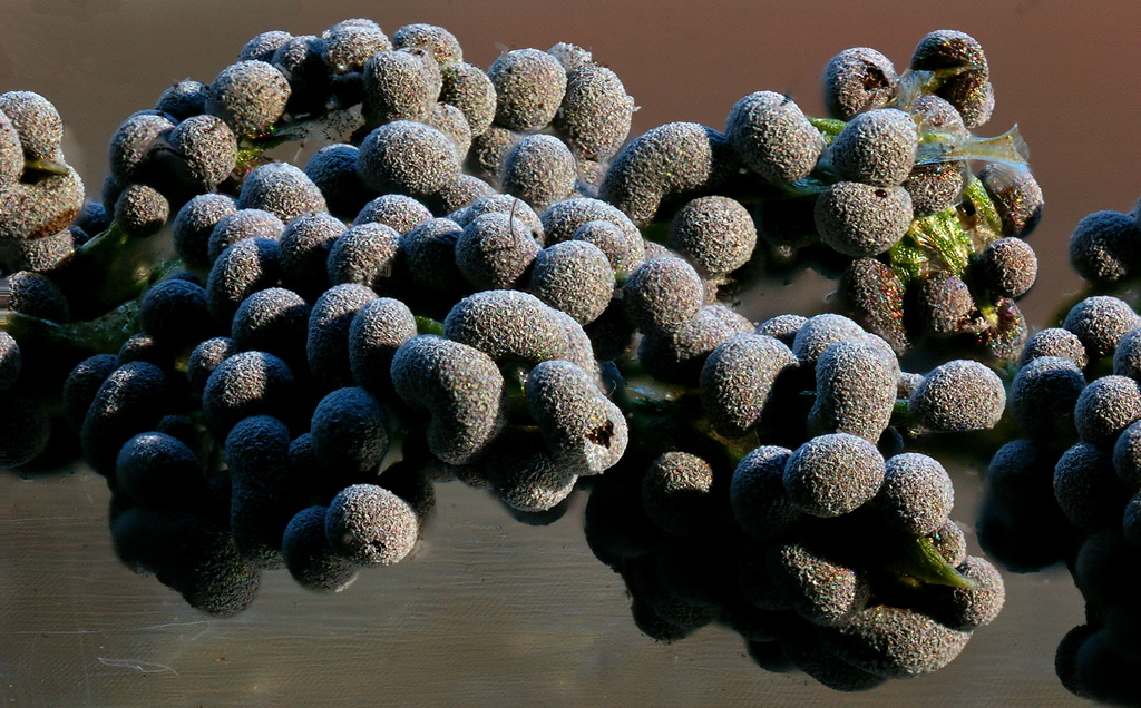 Badhamia foliicola an Grashalm