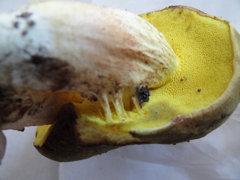 DSC06946 (800x600).jpg