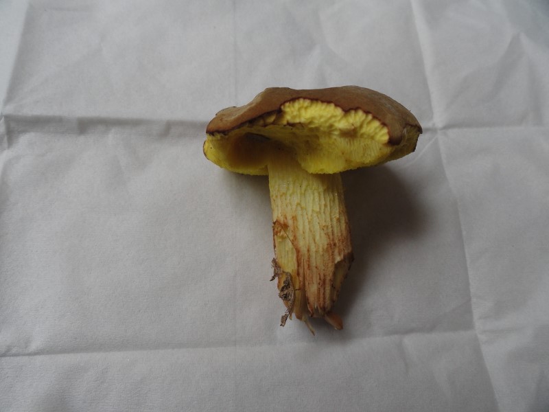 DSC06992 (800x600).jpg