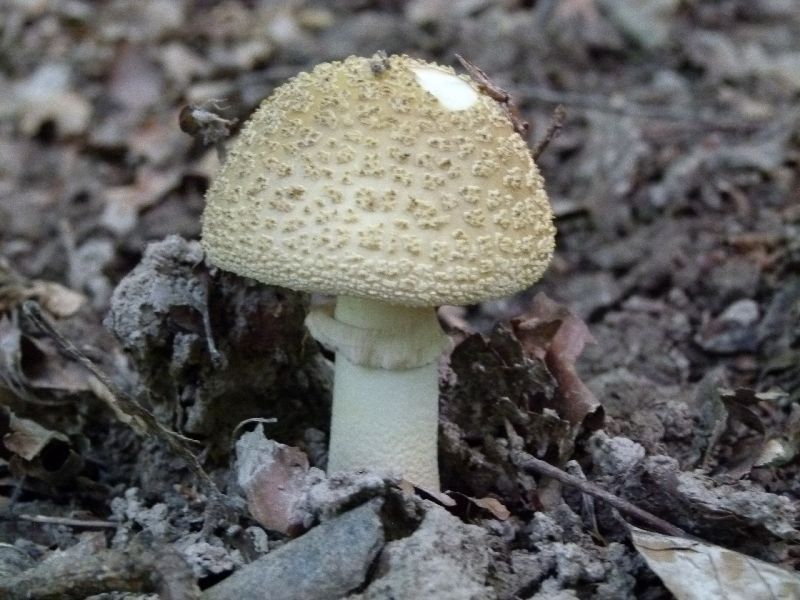 amanita franchetii.jpg