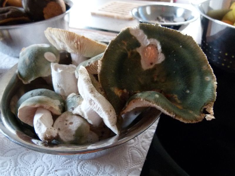 Grüngefelderte Täublinge.jpg