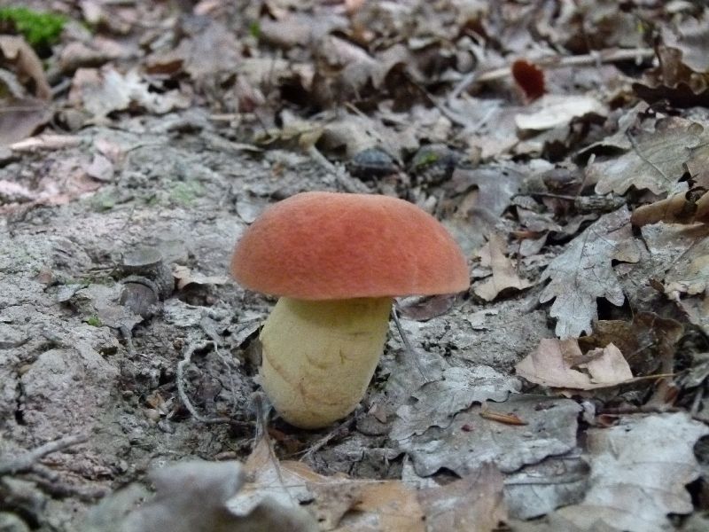 glattstieliger Hexenröhrling.jpg