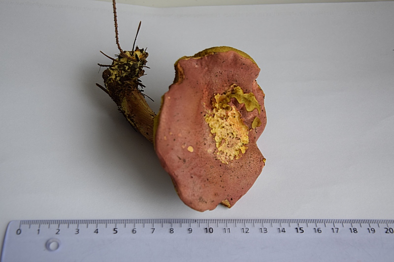 Xerocomus sp._1.0.jpg