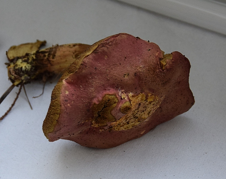 Xerocomus sp._1.1.jpg