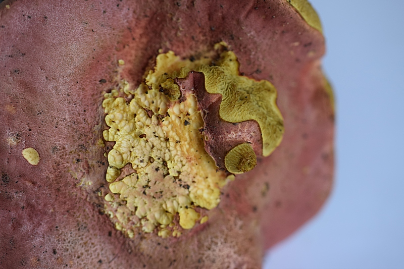 Xerocomus sp._1.2.jpg