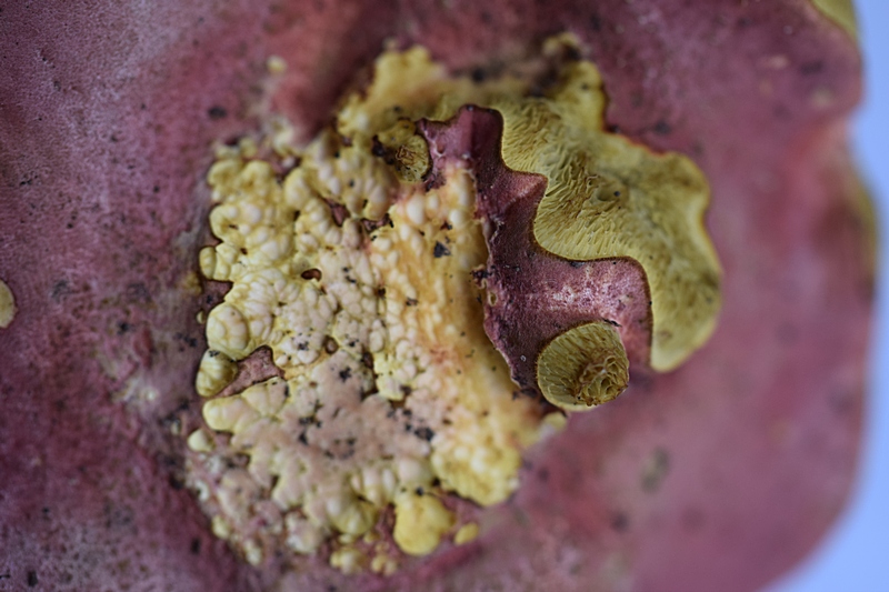 Xerocomus sp._1.3.jpg