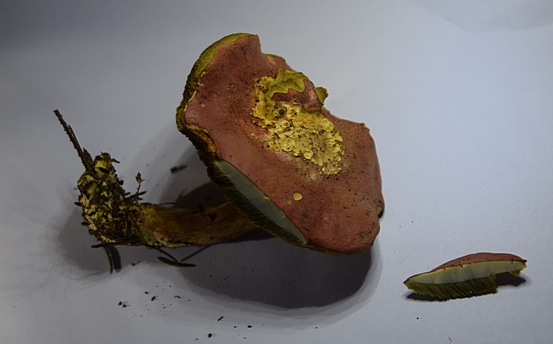 Xerocomus sp._1.4.jpg