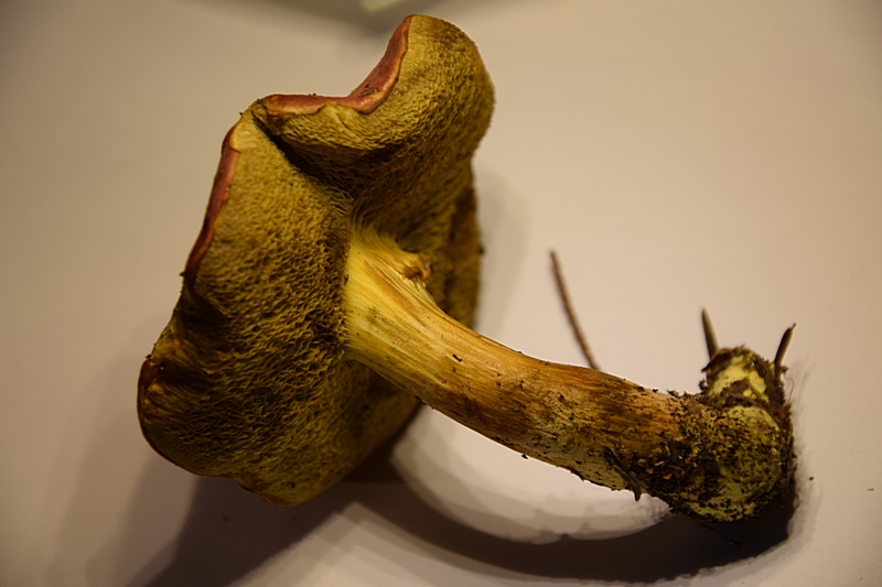 Xerocomus sp._1.7.jpg